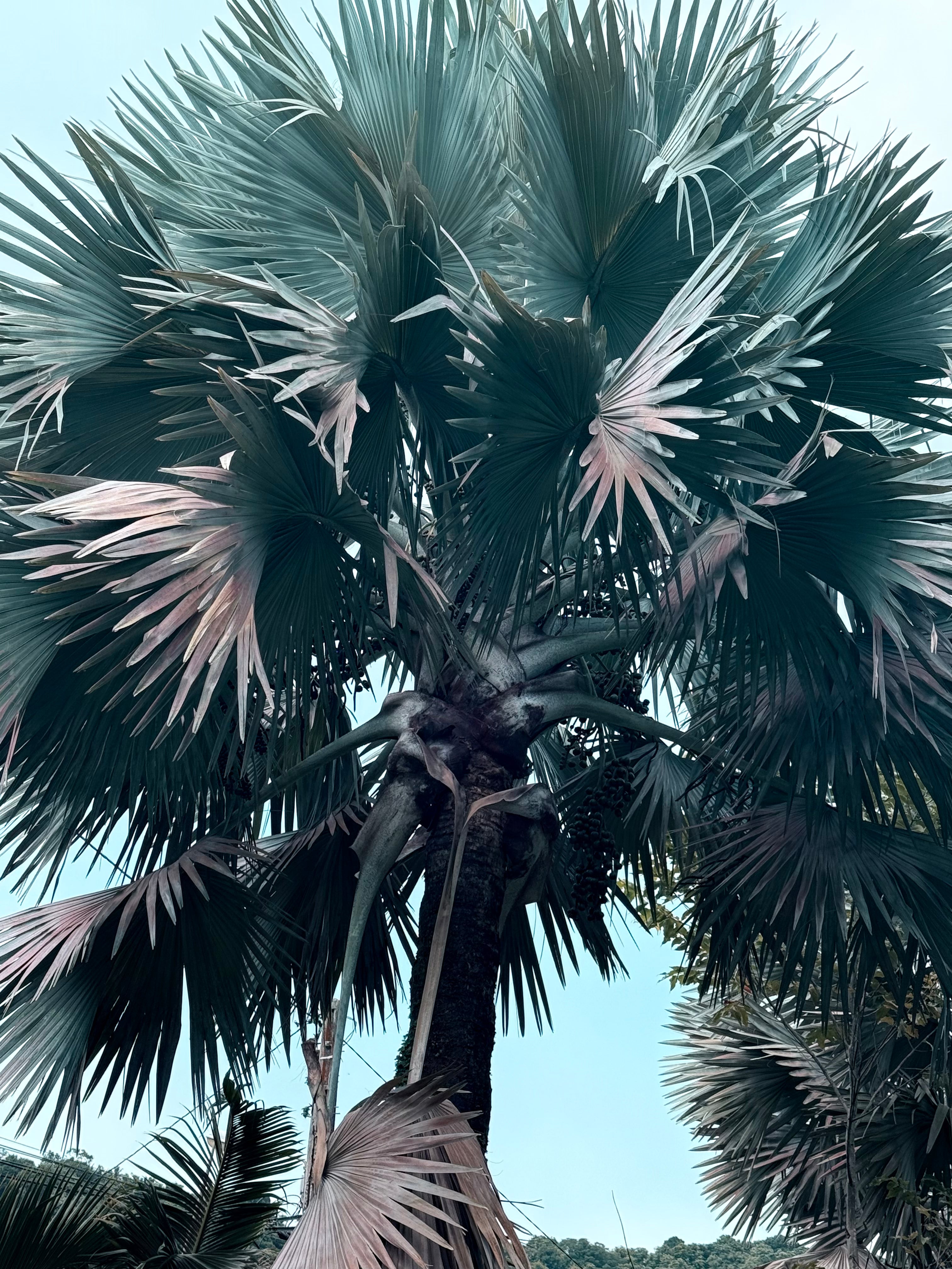 COCONUT MILK NOUGAT SOAP BAR